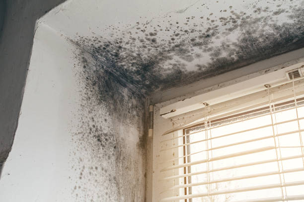 Affordable Basement Mold Removal solutions in Spring Branch, TX